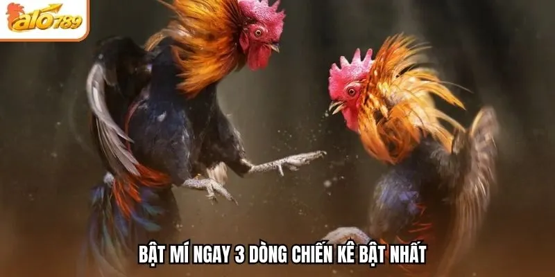 Bật mí ngay 3 dòng chiến kê bật nhất