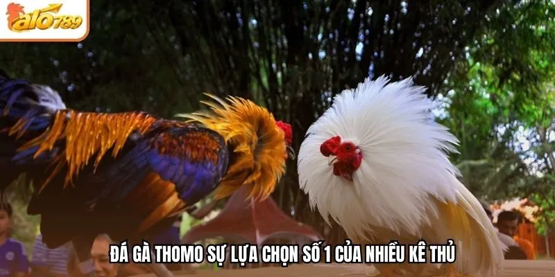 Đá gà Thomo sự lựa chọn số 1 của nhiều kê thủ