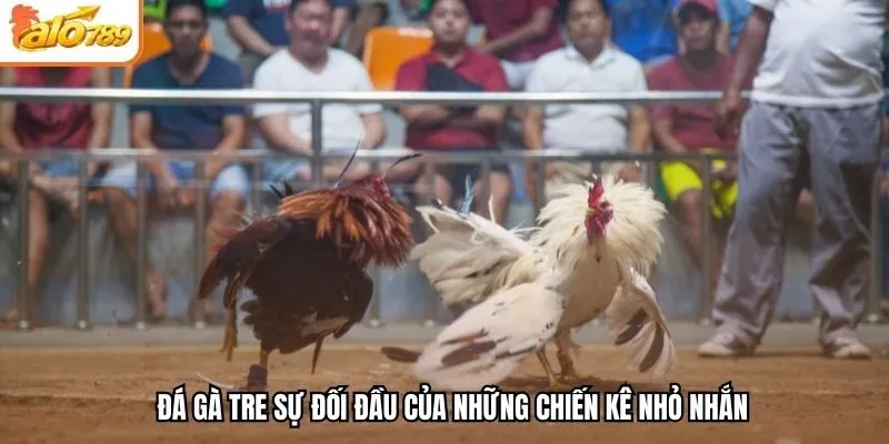 Đá gà tre sự đối đầu của những chiến kê nhỏ nhắn