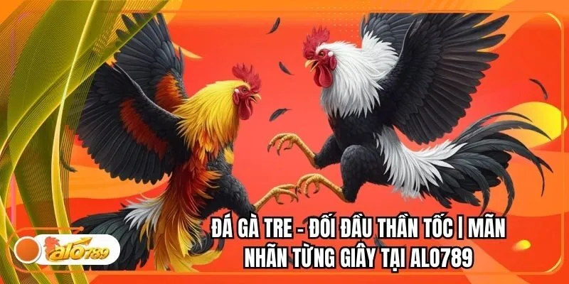 Đá Gà Tre - Đối Đầu Thần Tốc | Mãn Nhãn Từng Giây Tại Alo789