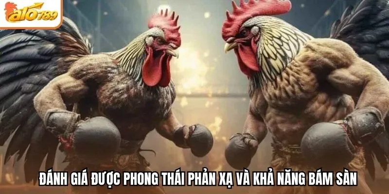 Đánh giá được phong thái phản xạ và khả năng bám sàn