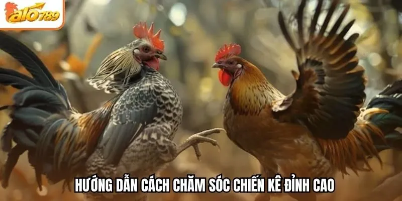 Hướng dẫn cách chăm sóc chiến kê đỉnh cao