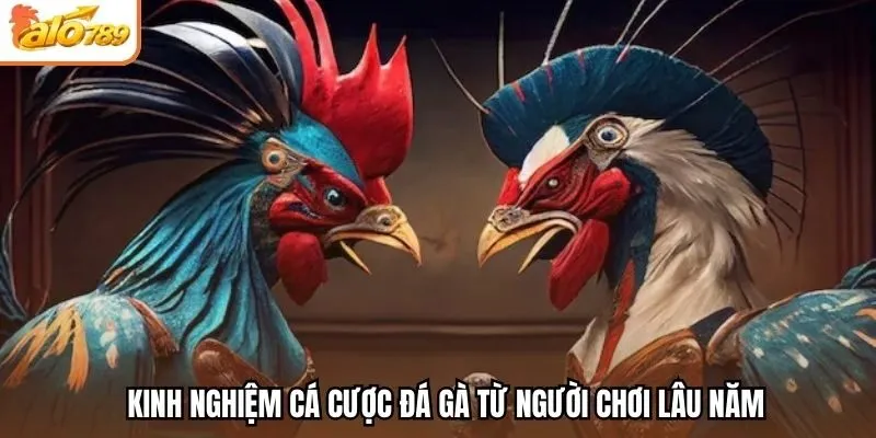 Kinh nghiệm cá cược đá gà từ người chơi lâu năm