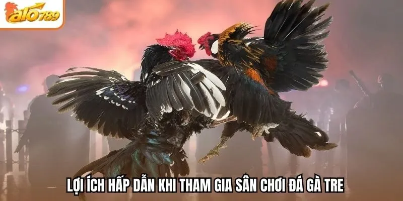 Lợi ích hấp dẫn khi tham gia sân chơi đá gà tre