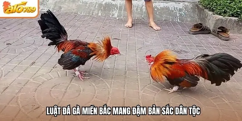 Luật đá gà miền Bắc mang đậm bản sắc dân tộc