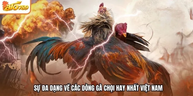 Sự đa dạng về các dòng gà chọi hay nhất Việt Nam